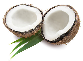 Image showing Coconut