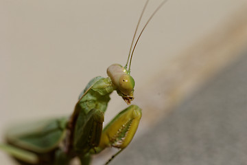 Image showing Praying Mantis on the floor