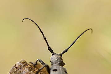 Image showing The Capricorn Beetle