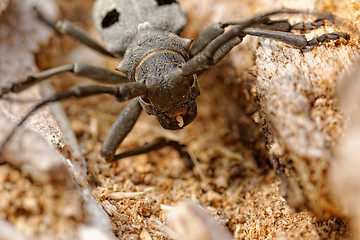 Image showing The Capricorn Beetle