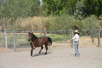 Image showing Man training a horse