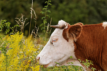 Image showing cow