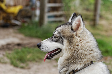 Image showing husky dog