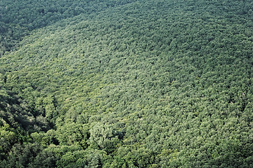 Image showing aerial view of a forest