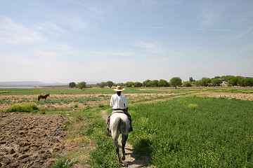 Image showing Horse and rider in a field