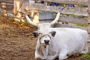 Image showing Hungarian grey cattle