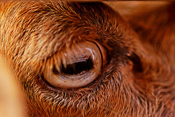 Image showing goat's eye