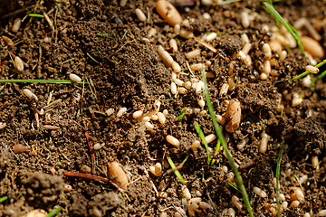 Image showing ant eggs