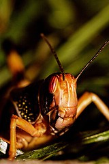 Image showing one locust eating