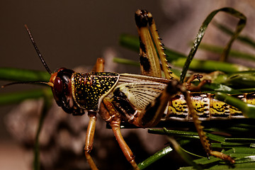 Image showing one locust eating 