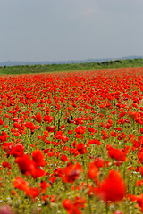 Image showing poppy field