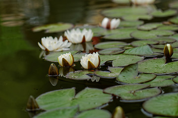 Image showing water lily on the pond