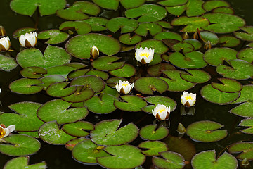 Image showing water lily on the pond