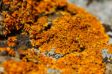 Image showing mushroom on the rocks