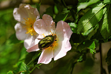 Image showing Protaetia fieberi specie of Beetle