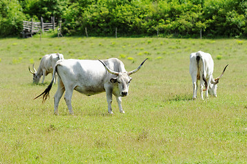 Image showing Hungarian grey cattle