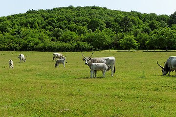 Image showing Hungarian grey cattle