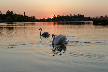 Image showing swan on lake at sunset