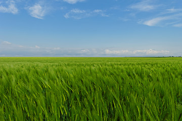 Image showing wheat field under the blue cloudy sky