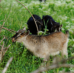 Image showing Goats grazing