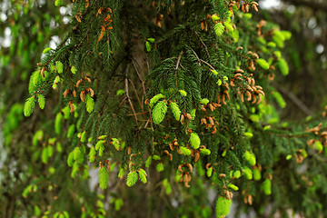 Image showing pine shoots and red pinecones on pine tree