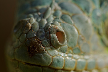 Image showing green iguana nose