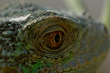 Image showing green iguana eye