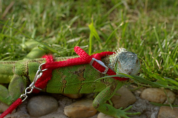 Image showing green iguana on a leash