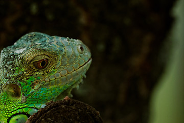 Image showing portrait about a green iguana