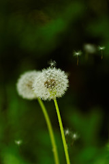 Image showing dandelion flower