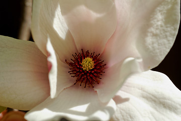 Image showing Magnolia tree