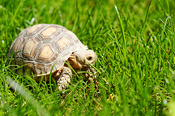 Image showing African Spurred Tortoise