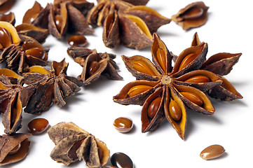 Image showing Star anise