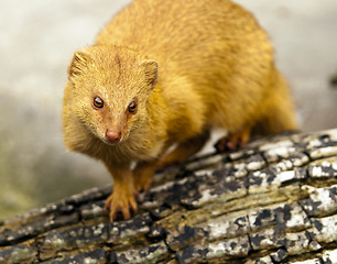 Image showing Slender Mongoose