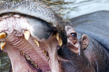 Image showing Hippo (Hippopotamus)