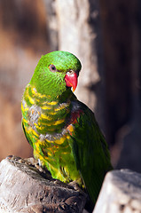 Image showing Scaly-breasted lorikeet