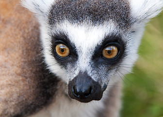 Image showing Lemur