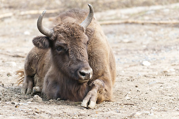 Image showing European bison