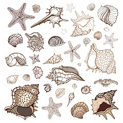 Image showing Sea shells collection.