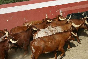 Image showing Cattle