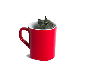 Image showing Mouse in a Mug