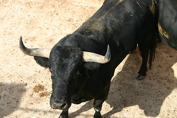 Image showing Black bull