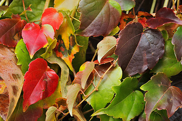 Image showing Autumn leaves background