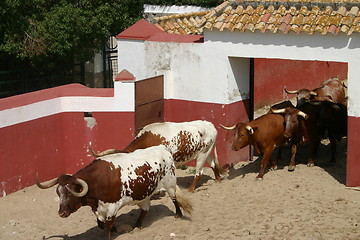 Image showing Cattle