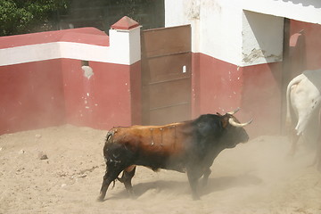 Image showing Spanish bull