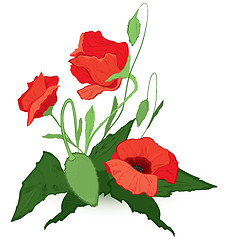 Image showing Red poppies