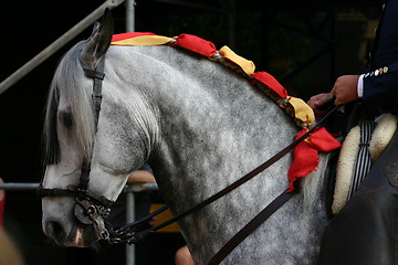 Image showing Andalusian horse