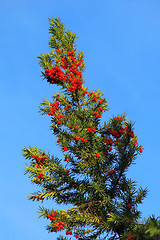 Image showing Yew branch with berries