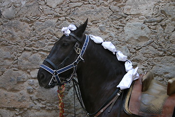 Image showing Black Lusitano horse