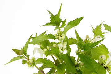 Image showing Closeup of stinging nettles